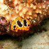 Nudibranche Phyllidie 2 Ma